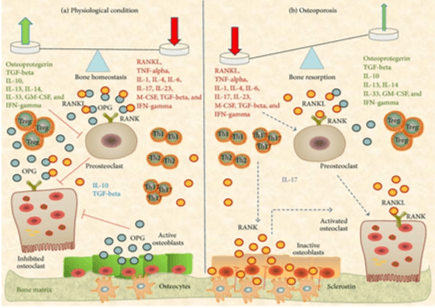 Osteoporosis Cytokines Assay