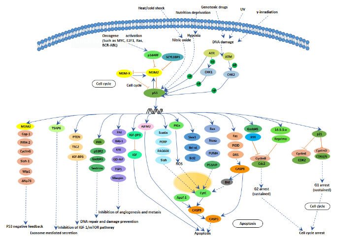 p53 Signaling Pathway Detection Service