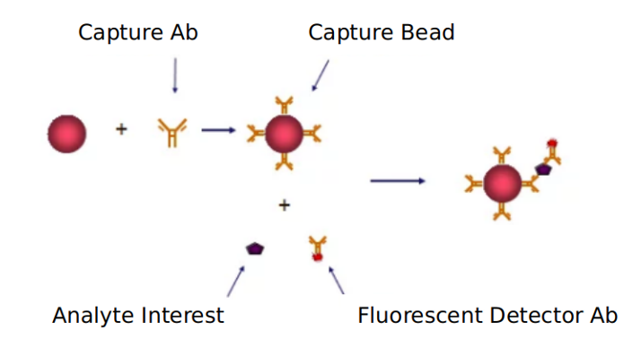 Advantages of Rho-ROCK signaling pathway detection