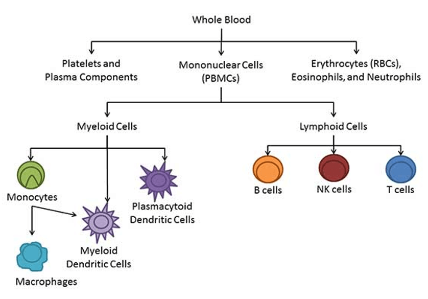 PBMC Cytokine Assay