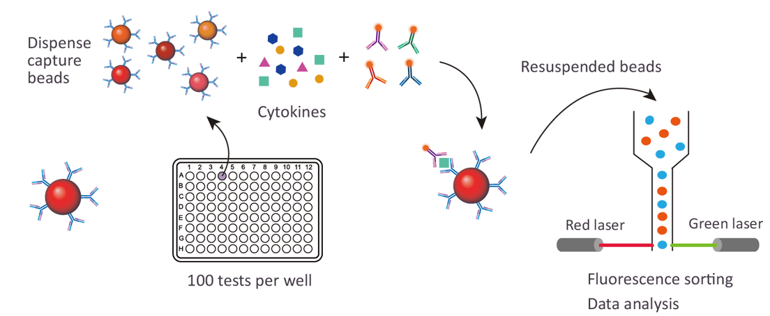 The Luminex cytokine assay platform