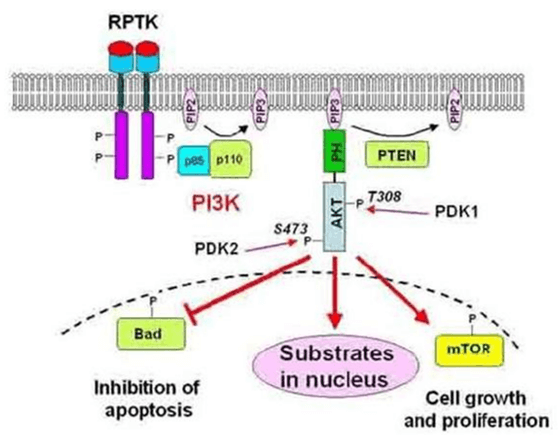 PDK-1 Signaling Pathway Detection Service