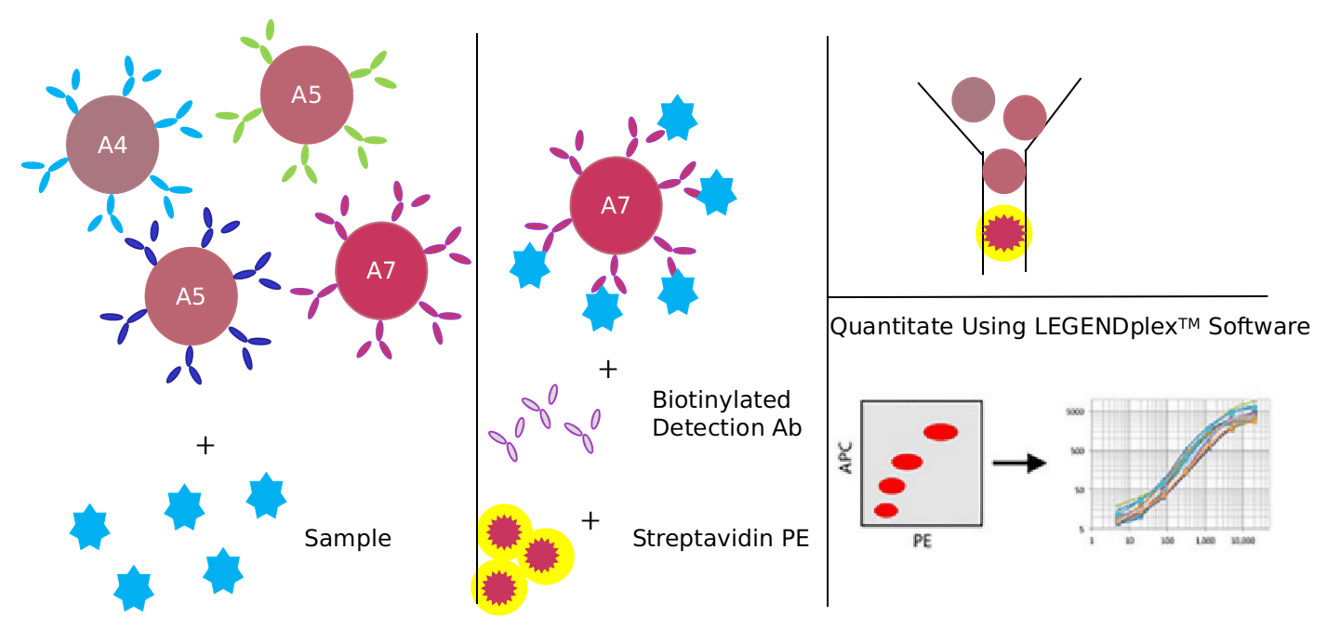 Advantages of PDK-1 signaling pathway detection