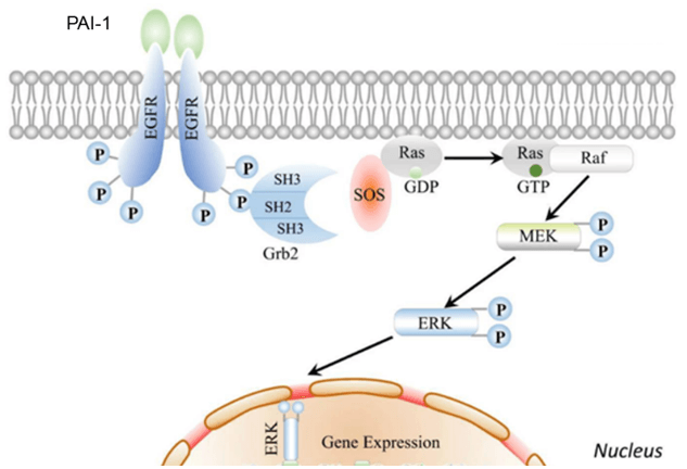 Plasminogen-Activator-Inhibitor-1(PAI-1) Signaling Pathway Detection Service