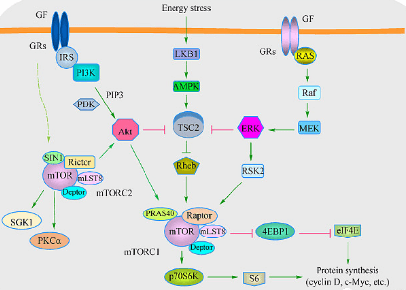 Polo-Like Kinase (PLK) Signaling Pathway Detection Service