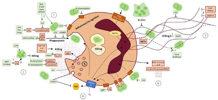 Porcine Cytokines: A Comprehensive Overview