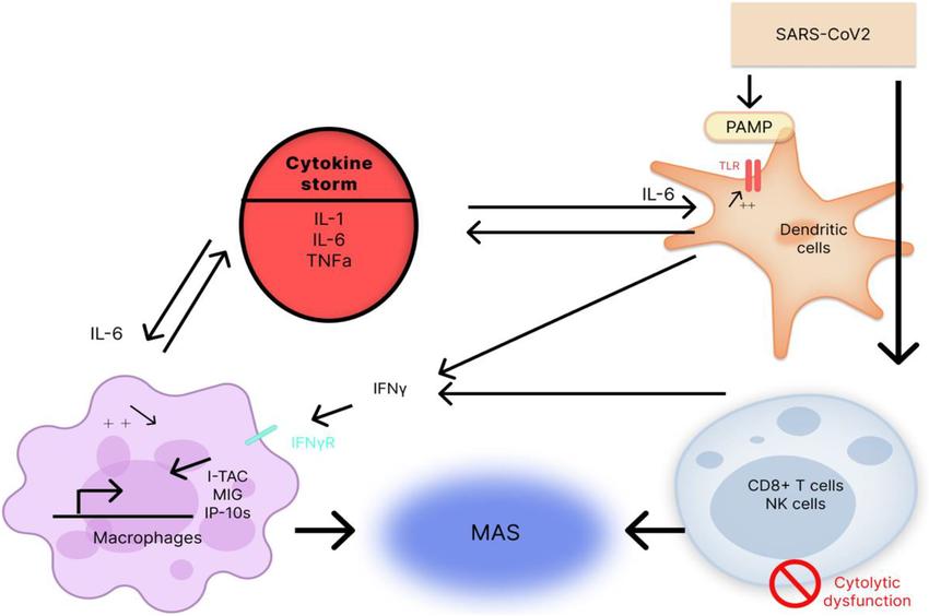 The influence of pro-inflammatory cytokines (IL-6, IL-1, and TNFα) on the cytokine storm development and macrophage activation syndrome (MAS) under the effect of the SARS-CoV-2