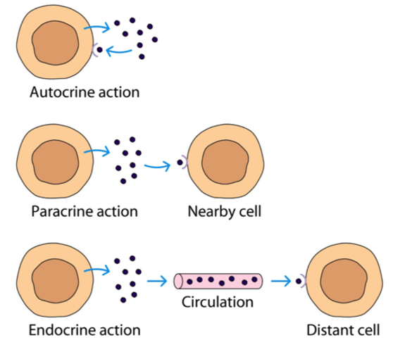 Cytokine Molecular Messengers