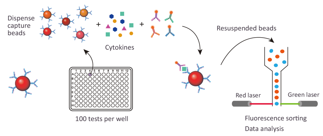 Luminex Multiplex Cytokine Assay