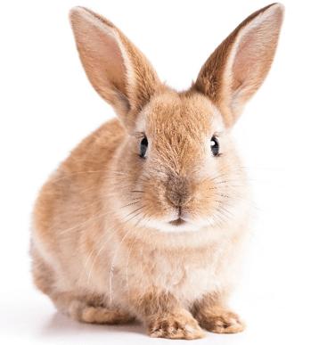 Rabbit Cytokines: Guardians of Immune Harmony, Detection, and Applications
