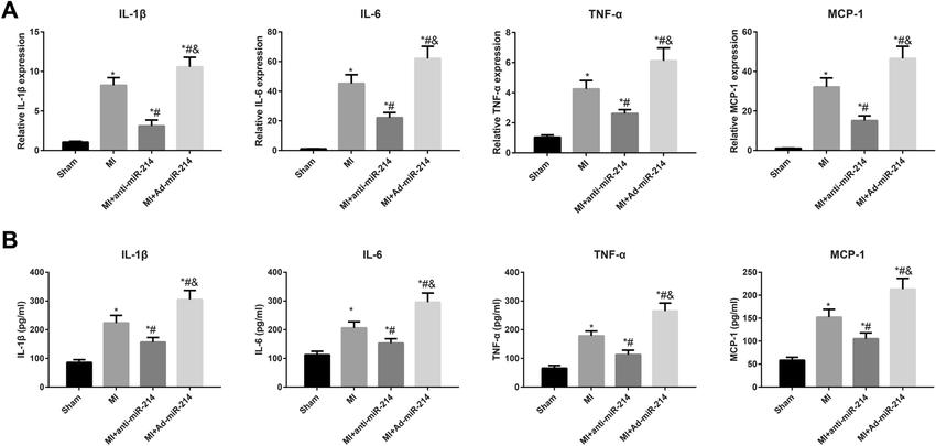 The expression levels of the inflammatory cytokines in rats
