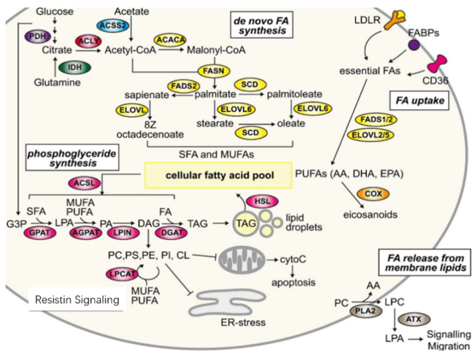 Resistin Signaling Pathway Detection Service