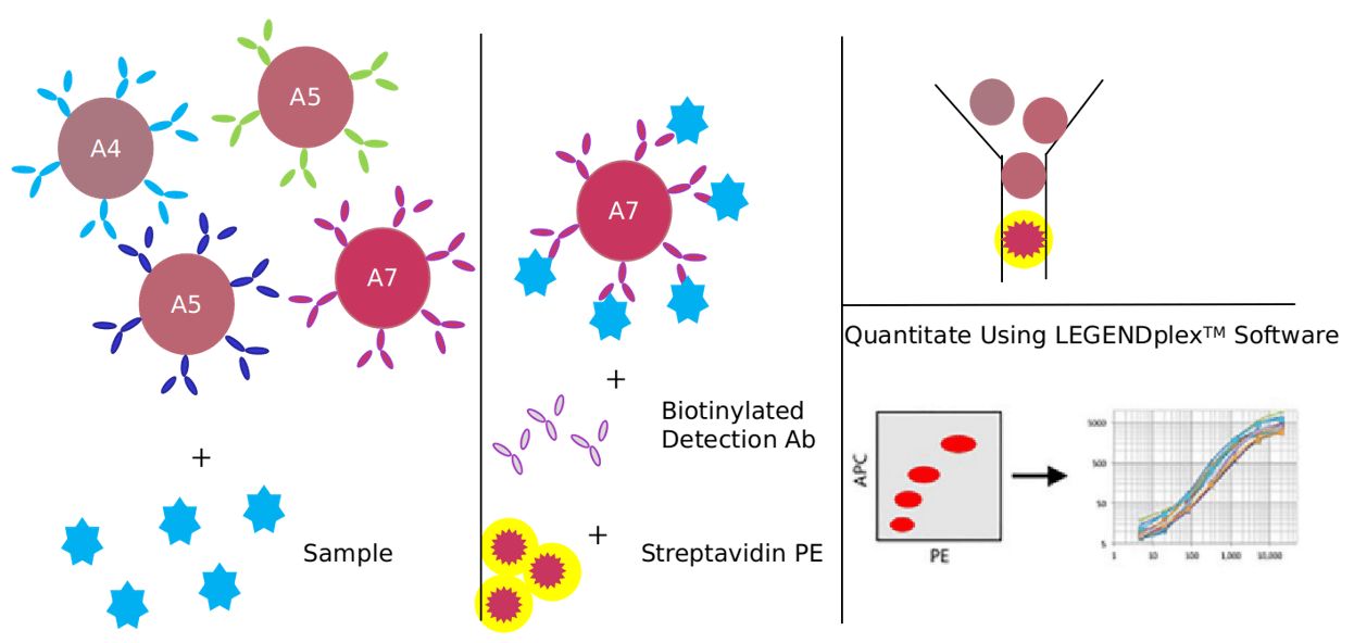 Advantages of resistin signaling pathway detection