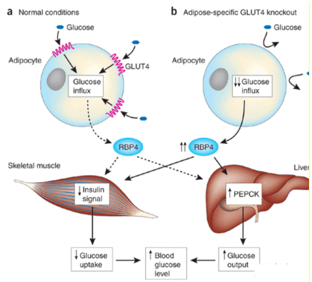 Retinol Binding Protein-4 (RBP-4) Signaling Pathway Detection Service