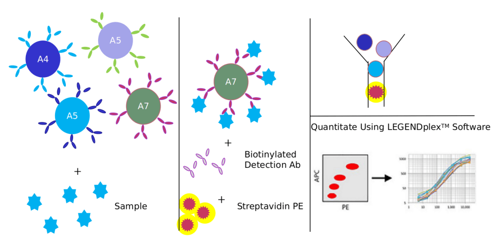 Advantages of ROCK signaling pathway detection