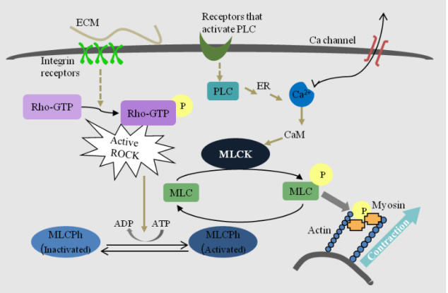 Rho-associated Kinase (ROCK) Signaling Pathway Detection Service