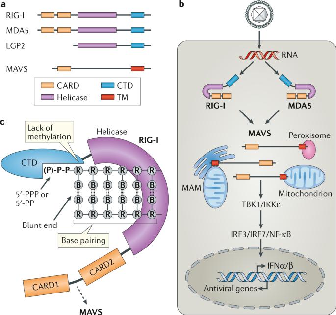 RIG-I-like Receptor Signaling Pathway in Antiviral Immunity