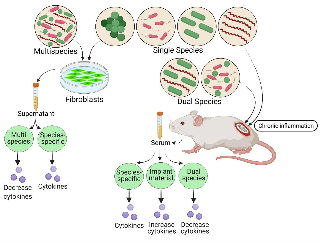 Role of Mouse Cytokines in Immunology and Disease Research