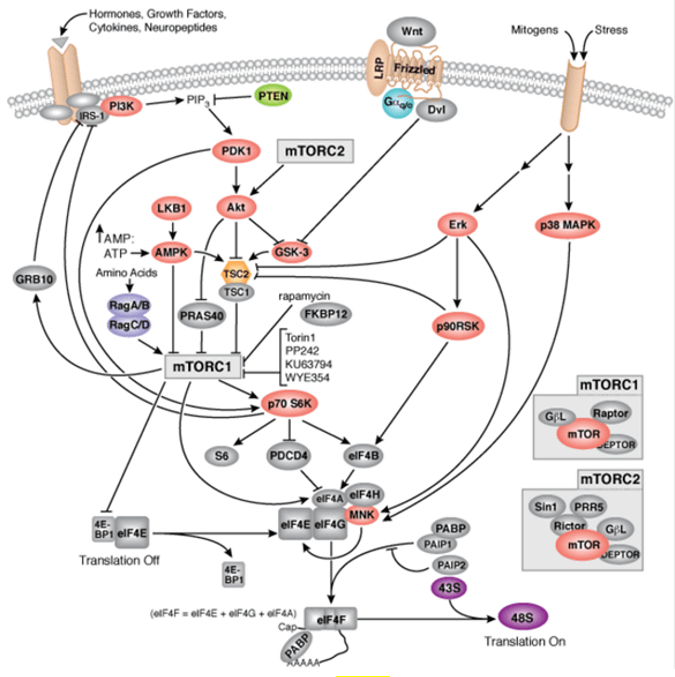 S6 kinase signaling pathway detection service