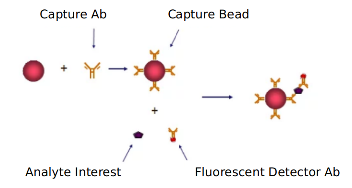 Advantages of S6 kinase signaling pathway detection