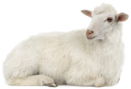 Sheep Cytokine and Chemokine Assay
