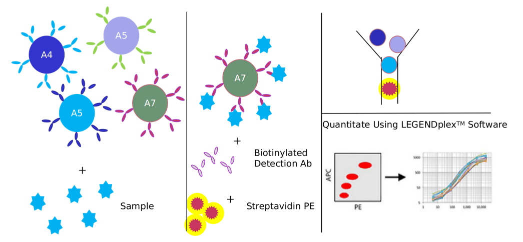 Advantages of Th17 cell signaling pathway detection