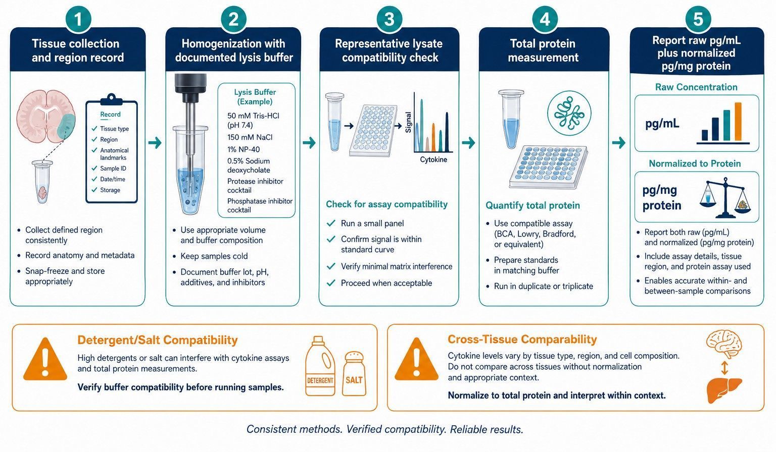 Tissue Lysate Cytokine Profiling and Normalization Guide