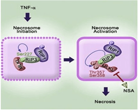 Tumor Necrosis Factor Alpha (TNF-Alpha) Resistin Signaling Pathway Detection Service