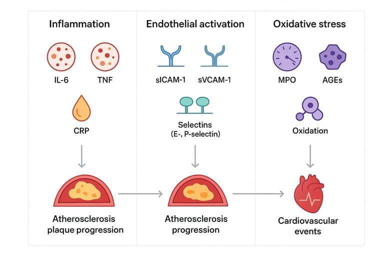 How to Design a Cardiovascular Biomarker Panel (Inflammation + Adhesion + Oxidative Stress)