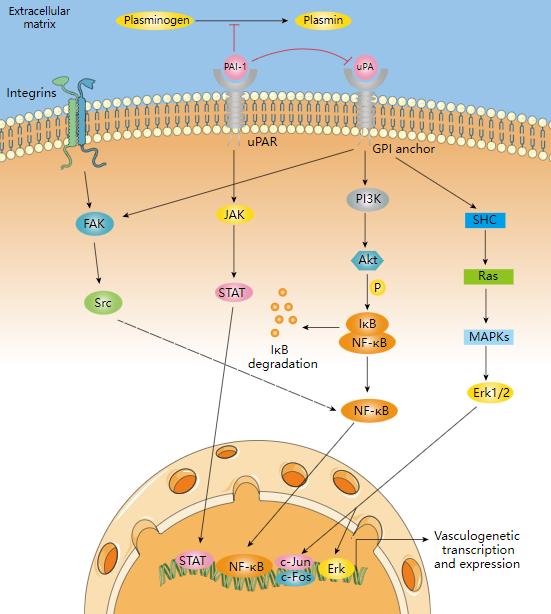 Plasminogen activator inhibitor-1 signaling pathway.