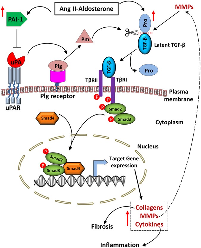 Schematic diagram showing functional roles of PAI-1 and uPA during AngII-Ald-induced cardiac fibrosis