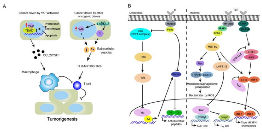 Vaspin Signaling Pathway Detection Service