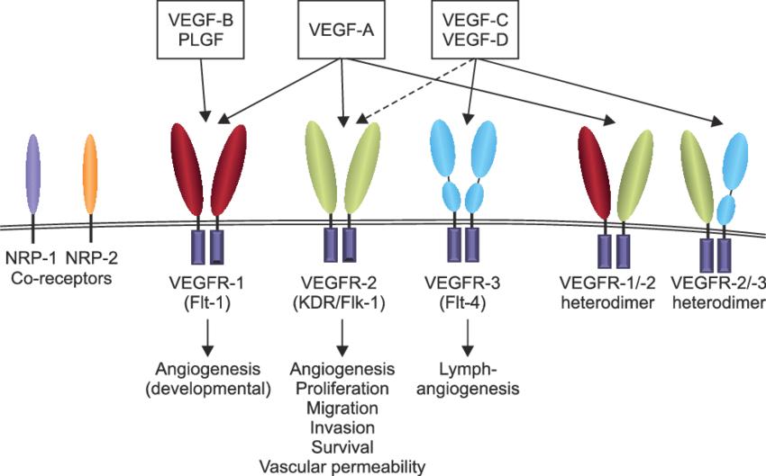 Interactions between VEGF and VEGF receptors, and their biological functions