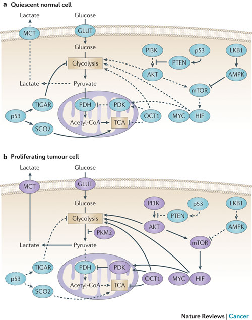 Warburg effect signaling pathway detection service