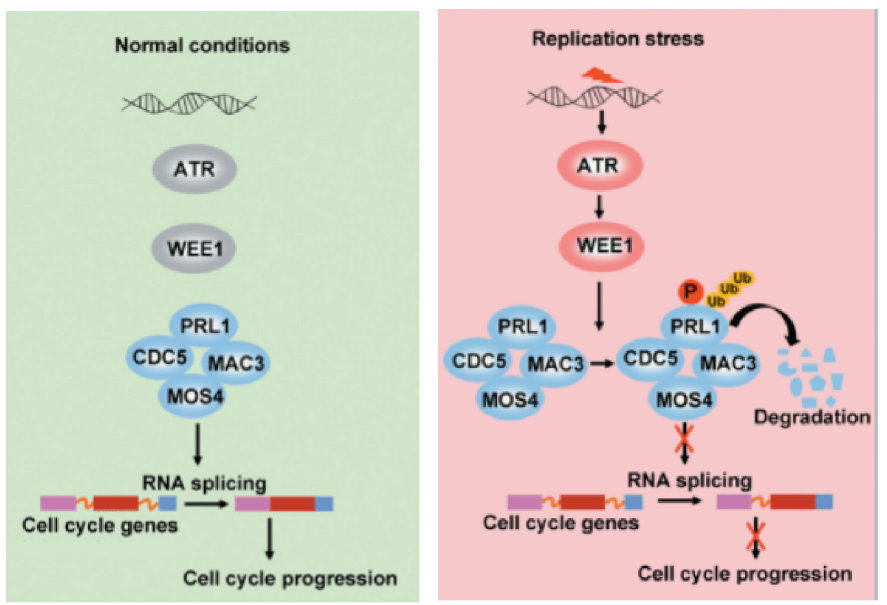 Wee1 Signaling Pathway Detection Service