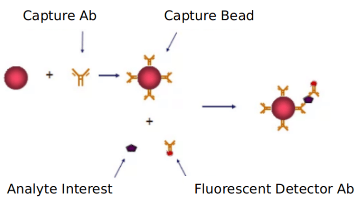 Advantages of wee1 signaling pathway detection